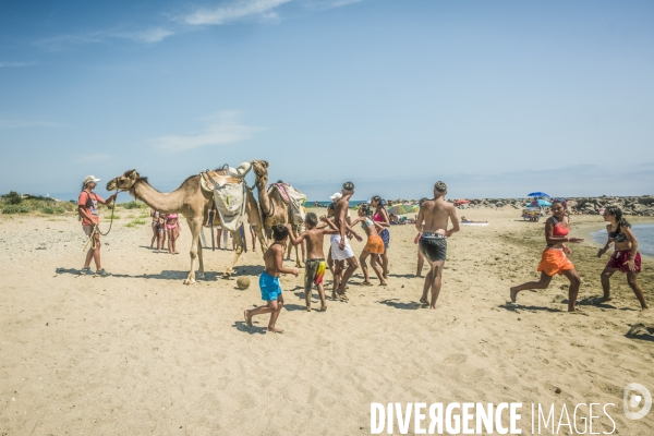 Des dromadaires à la plage