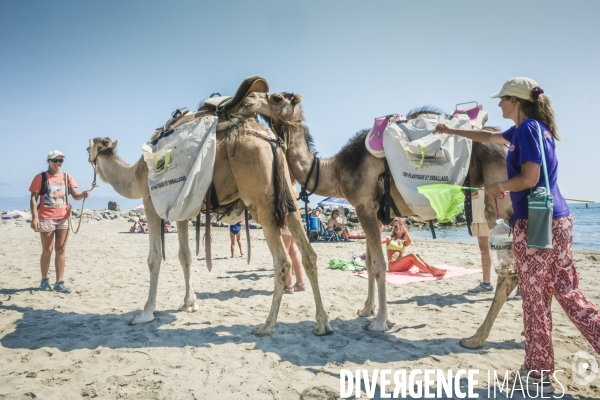 Des dromadaires à la plage