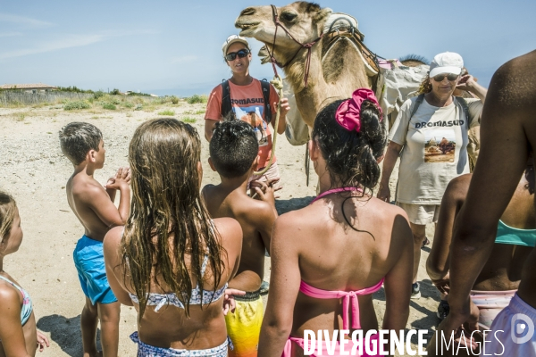 Des dromadaires à la plage