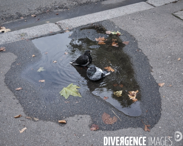 2 pigeons se baignent dans une flaque d’eau