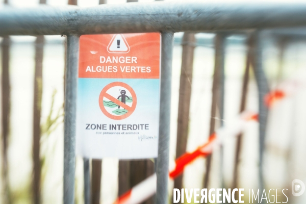 Les algues vertes a hillion