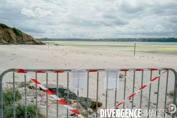 Les algues vertes a hillion