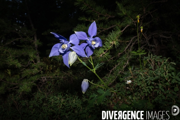 Les resilientes - fleurs de montagne