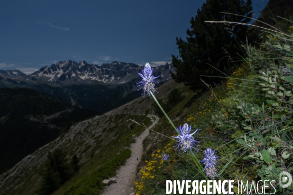 Les resilientes - fleurs de montagne