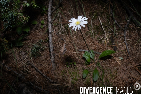 Les resilientes - fleurs de montagne