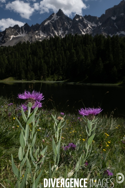Les resilientes - fleurs de montagne