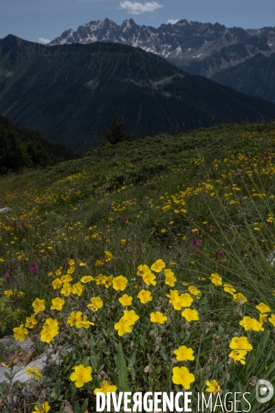 Les resilientes - fleurs de montagne