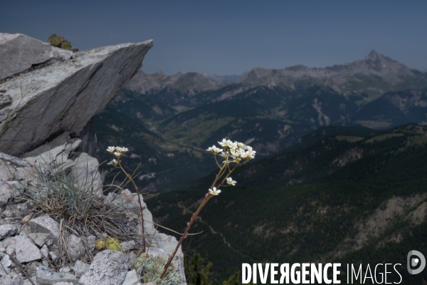Les resilientes - fleurs de montagne