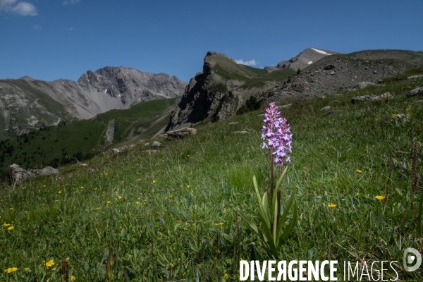 Les resilientes - fleurs de montagne