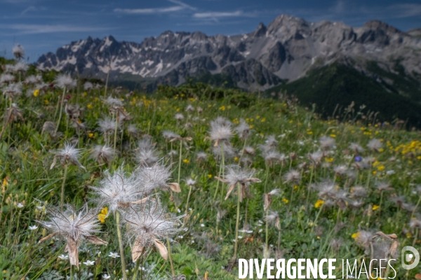 Les resilientes - fleurs de montagne