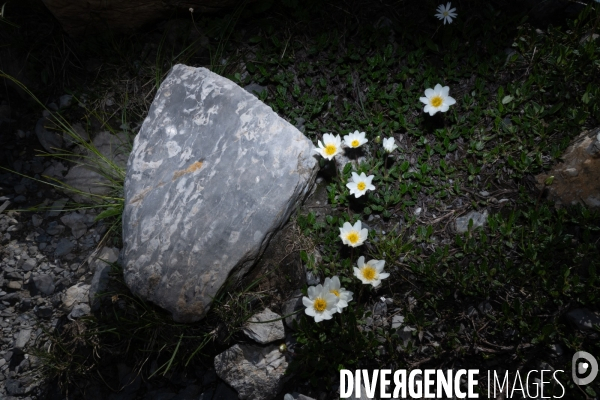 Les resilientes - fleurs de montagne