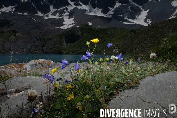 Les resilientes - fleurs de montagne