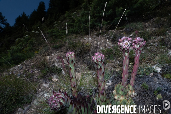 Les resilientes - fleurs de montagne
