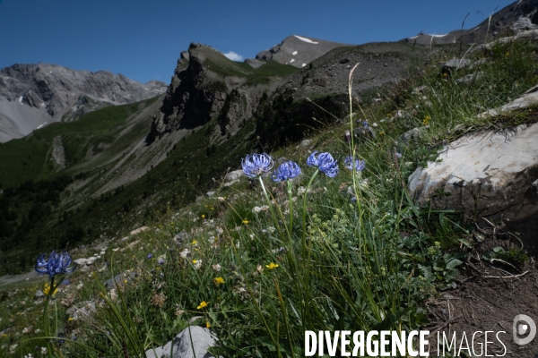Les resilientes - fleurs de montagne