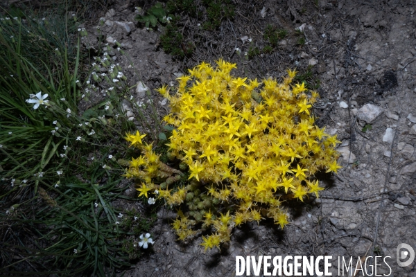 Les resilientes - fleurs de montagne