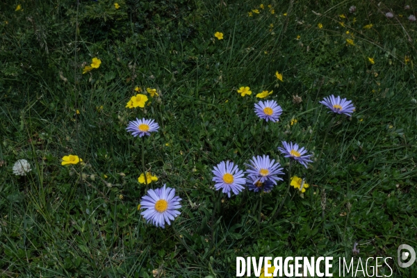 Les resilientes - fleurs de montagne