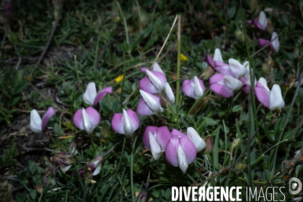 Les resilientes - fleurs de montagne