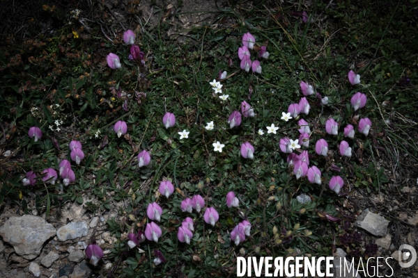 Les resilientes - fleurs de montagne