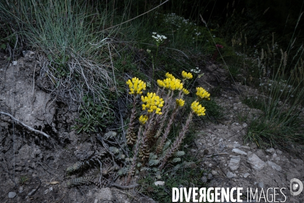Les resilientes - fleurs de montagne
