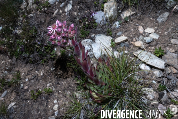 Les resilientes - fleurs de montagne