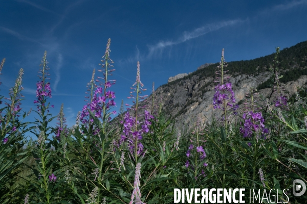 Les resilientes - fleurs de montagne