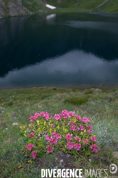 Les resilientes - fleurs de montagne