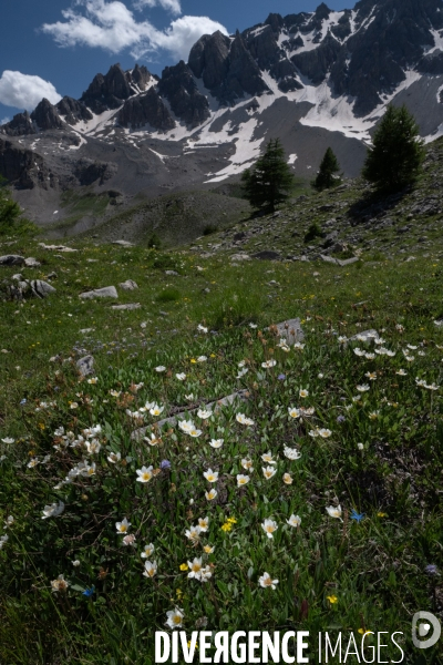 Les resilientes - fleurs de montagne