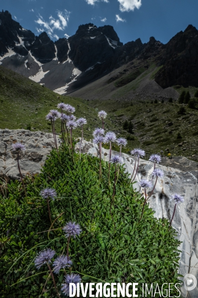 Les resilientes - fleurs de montagne