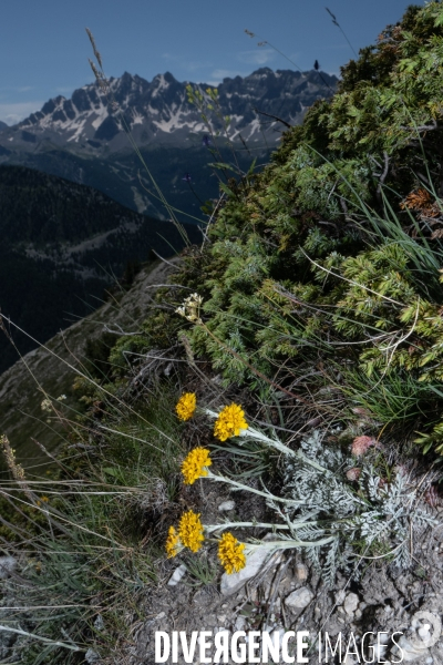 Les resilientes - fleurs de montagne