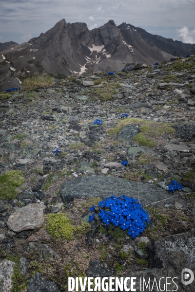 Les resilientes - fleurs de montagne