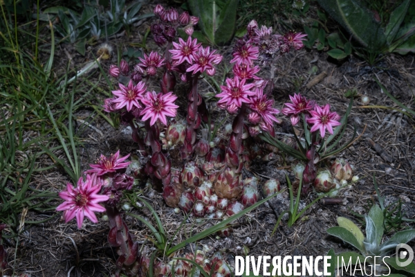 Les resilientes - fleurs de montagne