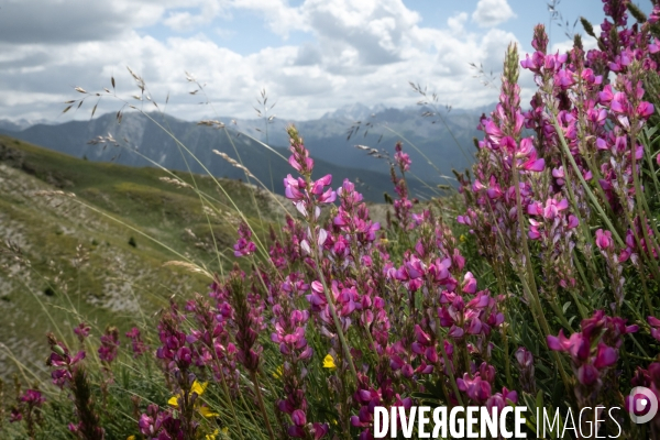 Les resilientes - fleurs de montagne