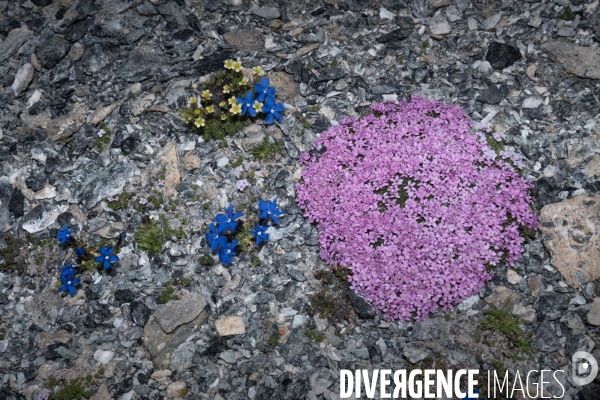 Les resilientes - fleurs de montagne
