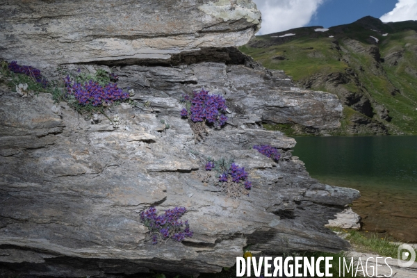 Les resilientes - fleurs de montagne