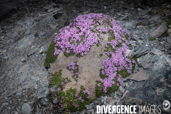 Les resilientes - fleurs de montagne
