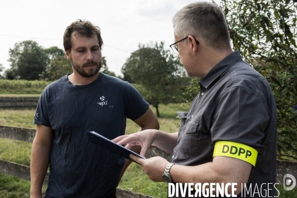 Vaccination preventive des moutons contre le risque de fievre catarrhale