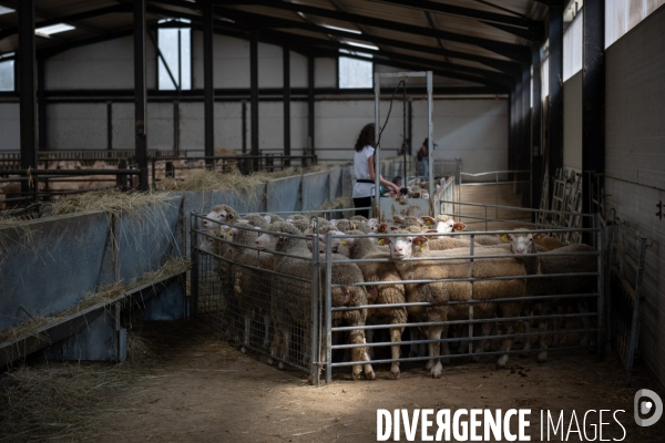 Vaccination preventive des moutons contre le risque de fievre catarrhale