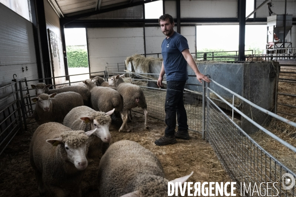 Vaccination preventive des moutons contre le risque de fievre catarrhale