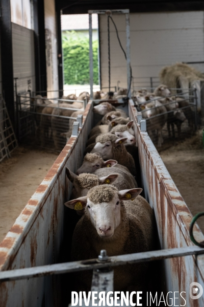 Vaccination preventive des moutons contre le risque de fievre catarrhale