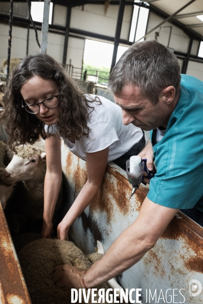 Vaccination preventive des moutons contre le risque de fievre catarrhale
