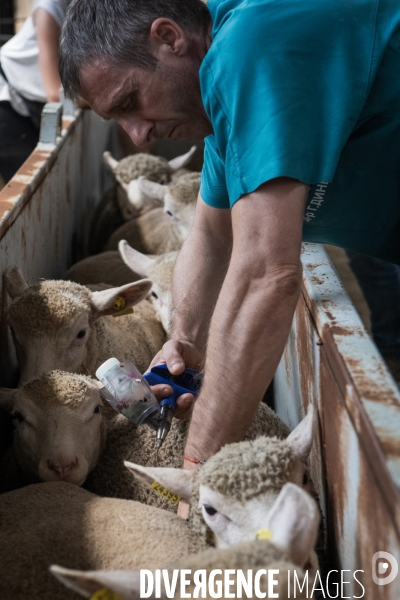 Vaccination preventive des moutons contre le risque de fievre catarrhale