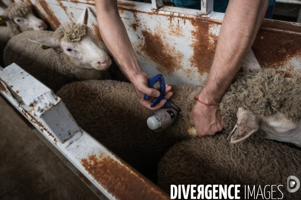 Vaccination preventive des moutons contre le risque de fievre catarrhale