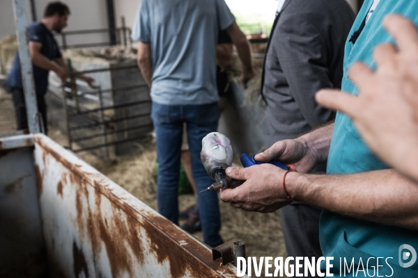 Vaccination preventive des moutons contre le risque de fievre catarrhale