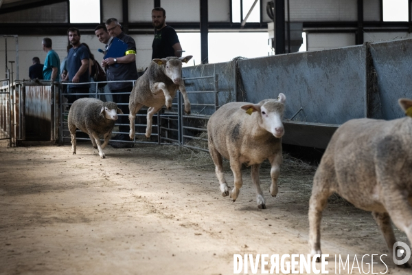 Vaccination preventive des moutons contre le risque de fievre catarrhale