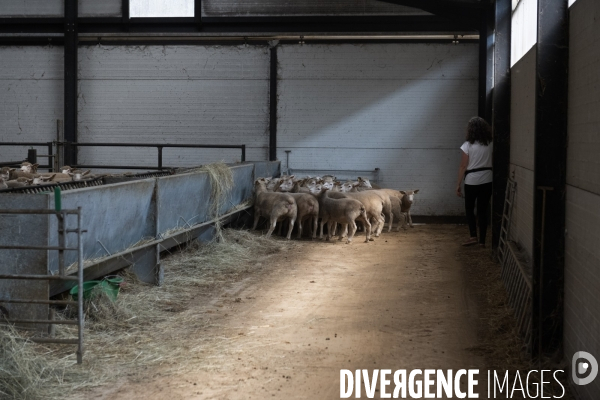 Vaccination preventive des moutons contre le risque de fievre catarrhale