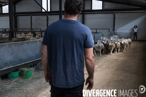 Vaccination preventive des moutons contre le risque de fievre catarrhale