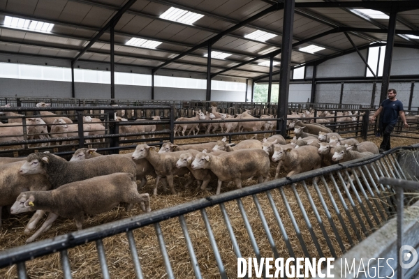 Vaccination preventive des moutons contre le risque de fievre catarrhale