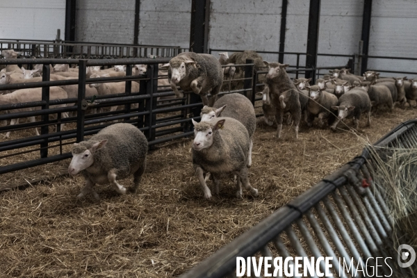 Vaccination preventive des moutons contre le risque de fievre catarrhale