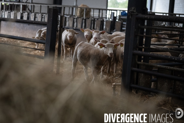 Vaccination preventive des moutons contre le risque de fievre catarrhale