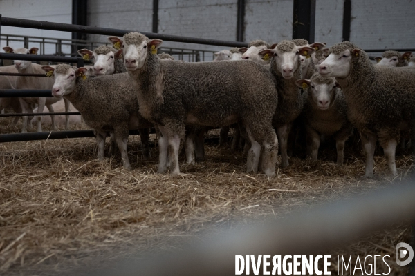 Vaccination preventive des moutons contre le risque de fievre catarrhale